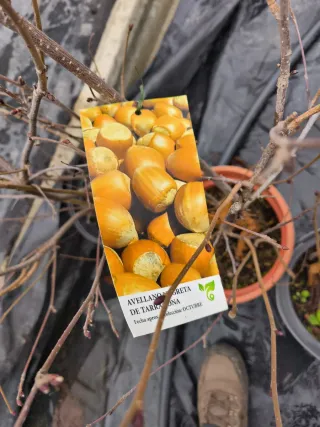 Árbol Avellano en Maceta