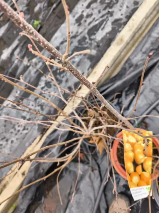 Árbol Avellano en Maceta