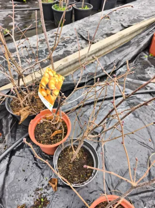 Árbol Avellano en Maceta