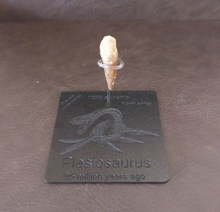 Fósil Plesiosaurio con expositor negro B001