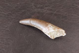 Fósil Plesiosaurio con expositor negro B001