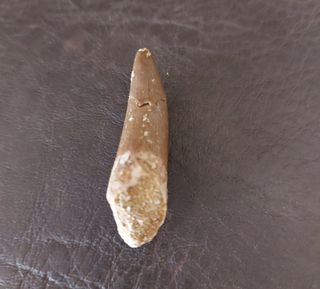 Fósil Plesiosaurio con expositor negro B001