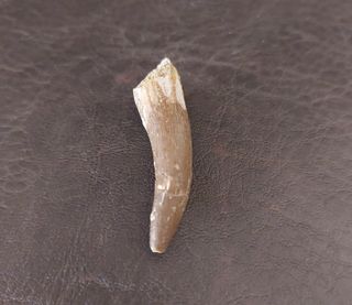 Fósil Plesiosaurio con expositor negro B001