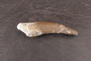 Fósil Plesiosaurio con expositor negro B001