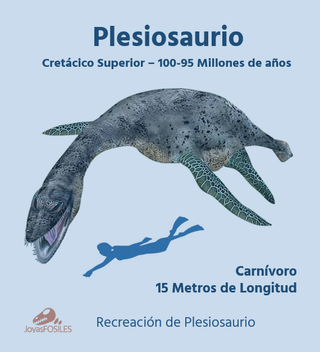 Fósil Plesiosaurio con expositor negro B001