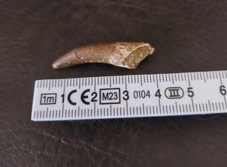 Fósil Plesiosaurio con expositor negro B001