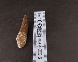 Fósil Plesiosaurio con expositor negro B001