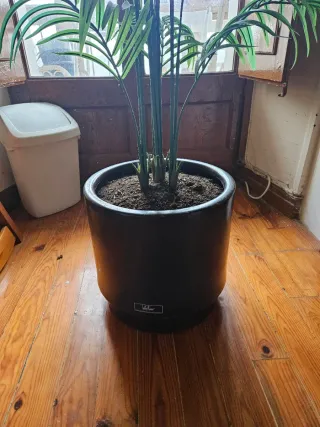 Conjunto de 3 plantas decorativas