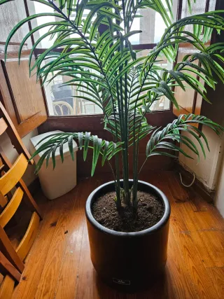 Conjunto de 3 plantas decorativas