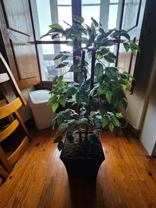 Conjunto de 3 plantas decorativas