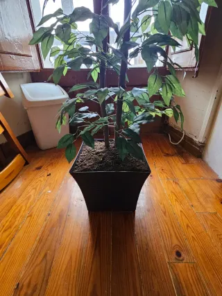 Conjunto de 3 plantas decorativas