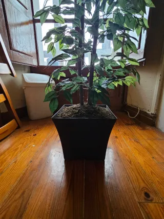 Conjunto de 3 plantas decorativas