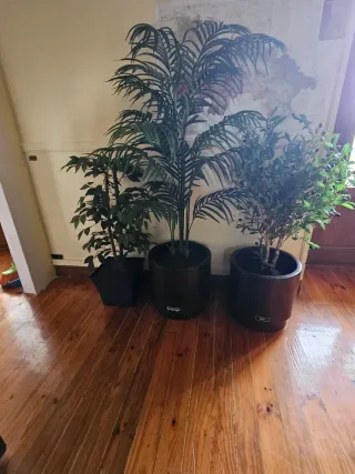 Conjunto de 3 plantas decorativas