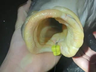 Carpfishing Garra de Carp Supreme