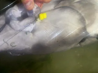 Carpfishing Garra de Carp Supreme