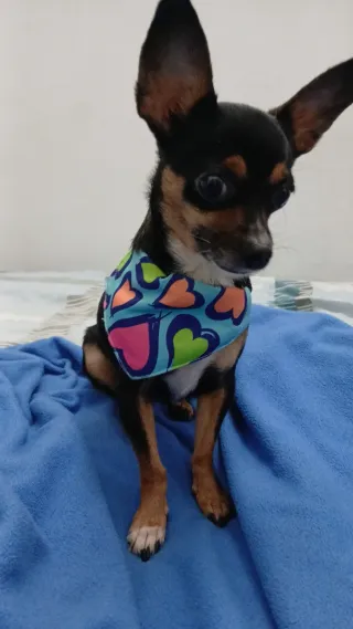 Empleo cuido y paseo Mascota