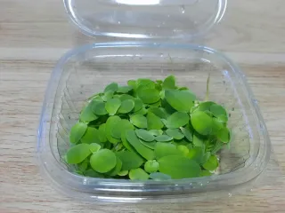 Lechuga de agua Pistia stratiotes