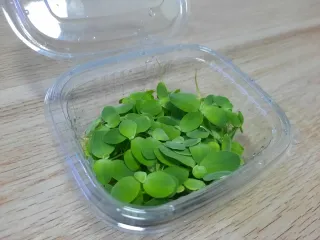 Lechuga de agua Pistia stratiotes