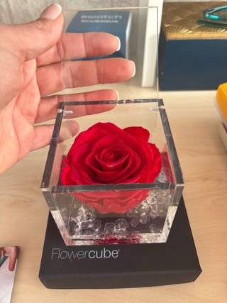 Rosa estabilizada roja Sant valentin