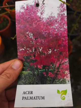 Acer Palmatum