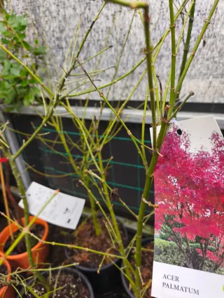 Acer Palmatum