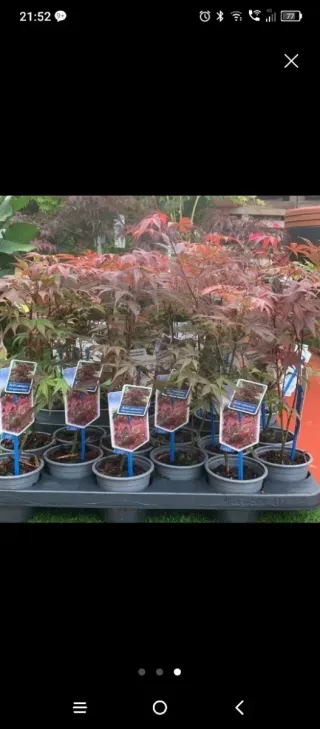 Arce Japonés Sangre de Dragón