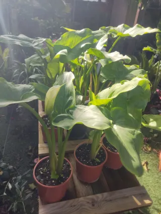 Lirio de agua (cala) blanca