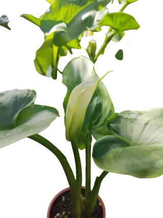 Lirio de agua (cala) blanca