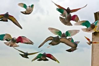 Palomas Deportivos para competir