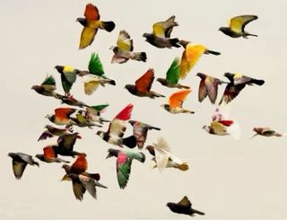 Palomas Deportivos para competir