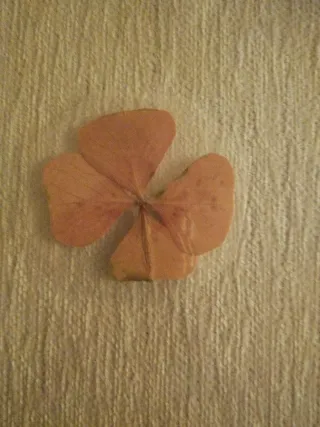 Tréboles secos decorativos