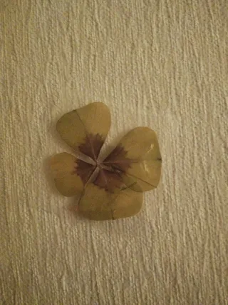 Tréboles secos decorativos