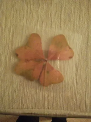 Tréboles secos decorativos