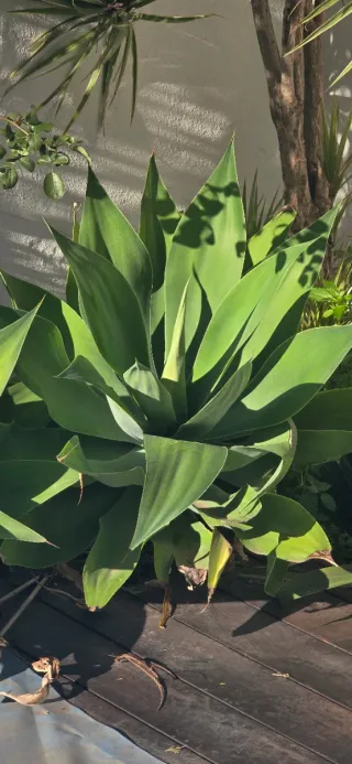2 unidades de Agave Attenuata XL