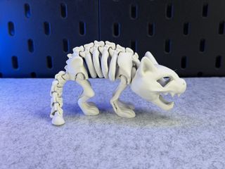 Esqueleto articulado de gato