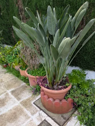 Ave del paraíso con flores naranjas.
