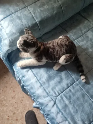 Peluche Gato Blanco y Negro