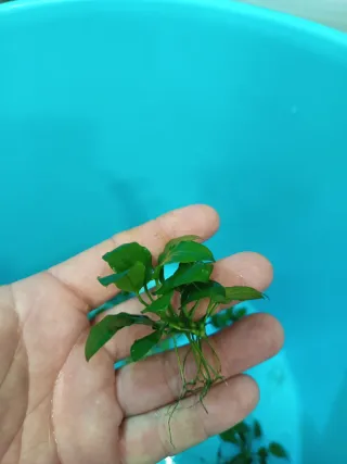 10 esquejes Anubias Nana Igor
