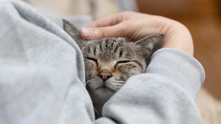 Cat Sitter (canguro de gatos a domicilio)