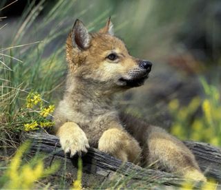 Clases particulares Primaria y ESO