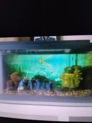 Pecera Acuario con tapa y accesorios