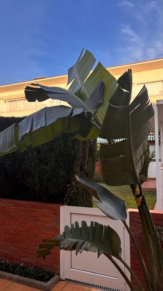 Platanero Strelitzia 250cm