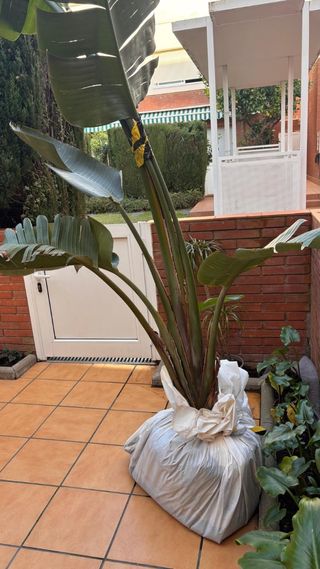 Platanero Strelitzia 250cm