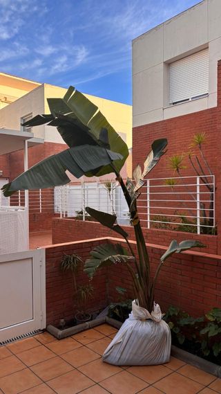 Platanero Strelitzia 250cm