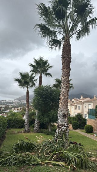 Servicio de poda de palmeras