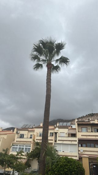 Servicio de poda de palmeras