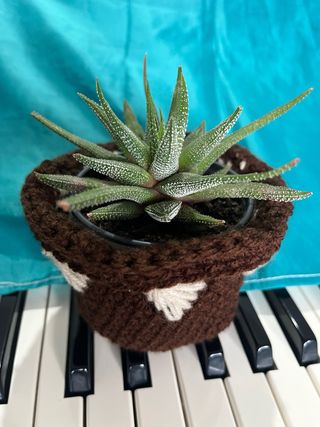 Planta Suculenta con Maceta Tejida