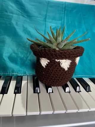 Planta Suculenta con Maceta Tejida