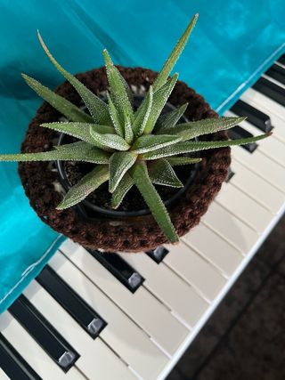 Planta Suculenta con Maceta Tejida
