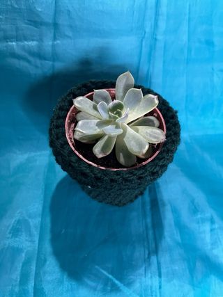 Planta suculenta en maceta tejida
